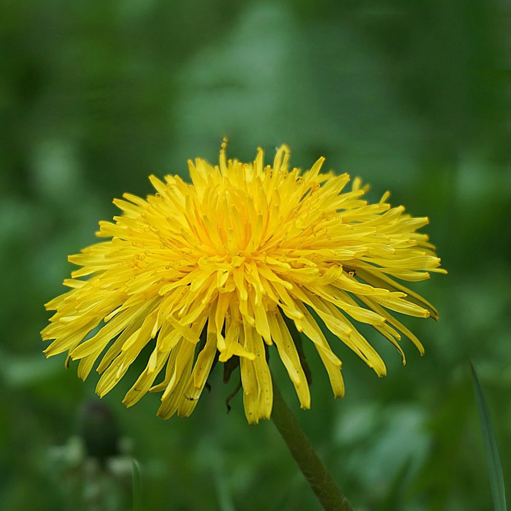 3 Pack Bio Löwenzahn Extrakt 100 ml - Vegan -ohne Zusätze Alkoholfrei (3 x 100 ml)