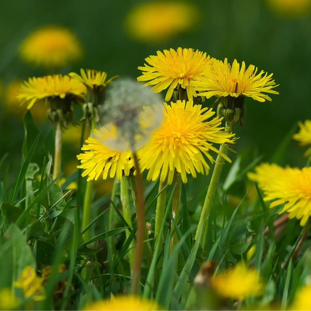 3 Pack Bio Löwenzahn Extrakt 100 ml - Vegan -ohne Zusätze Alkoholfrei (3 x 100 ml)
