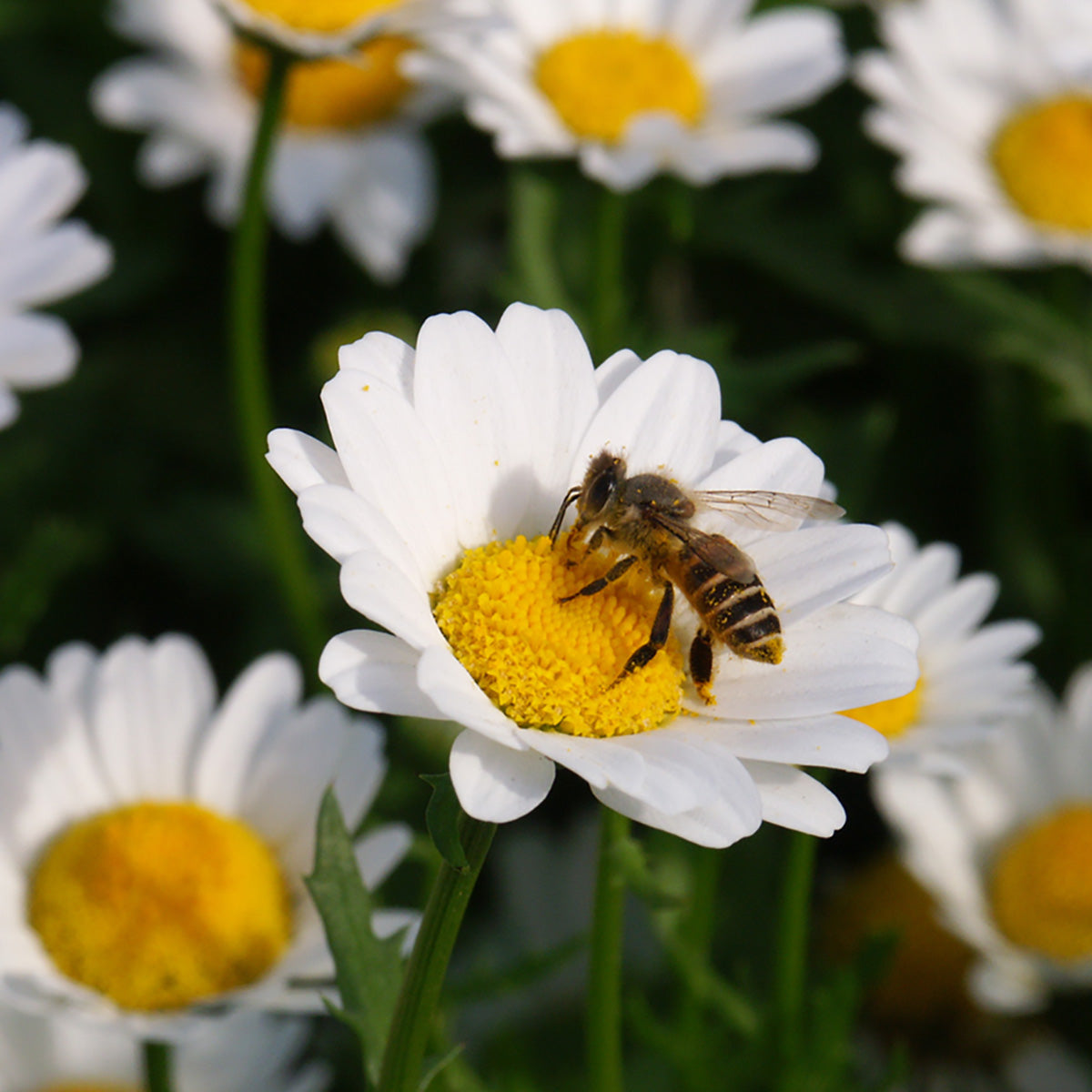Biene holt sich Nektar von Blüten
