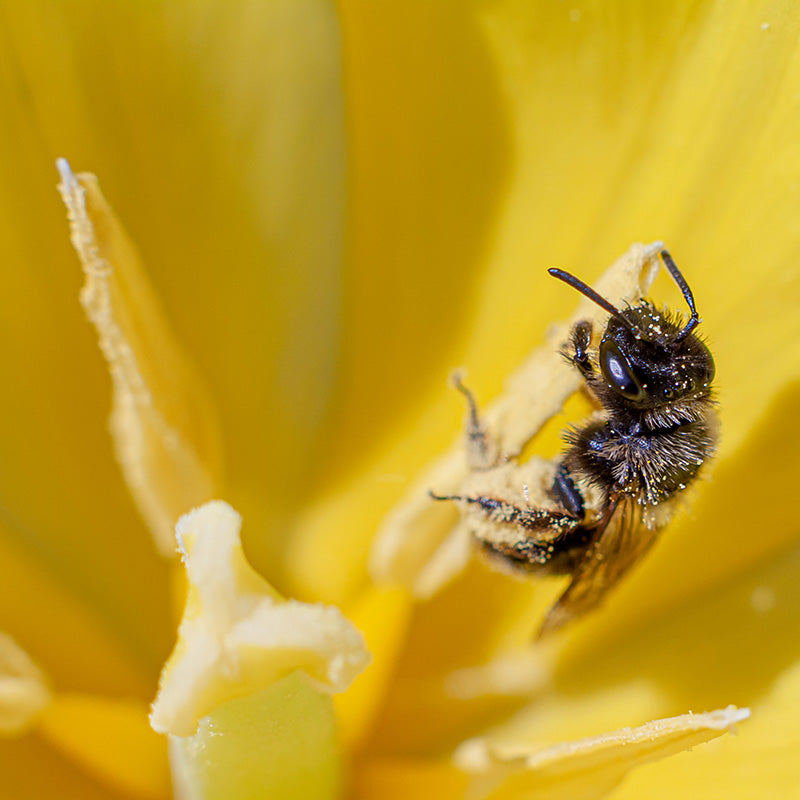 Warum Honig nicht vegan ist und wir besser auf Honig-Alternativen von Vegablum umsteigen sollten